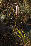 Image de Disa fragrans Schltr.