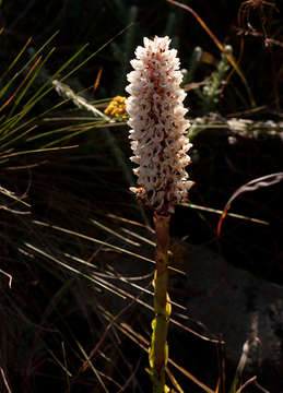 Image of Disa fragrans Schltr.