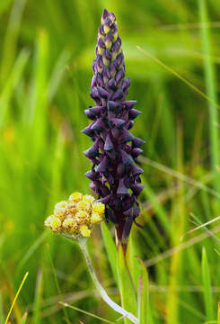 Image of Disa hircicornis Rchb. fil.