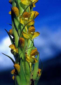 Image of Golden candle orchid