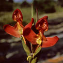 Image of Disa ornithantha Schltr.