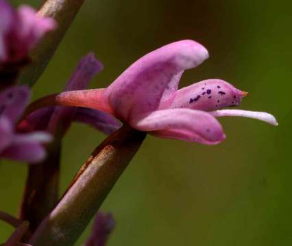 Image of <i>Disa patula</i> Sond.