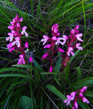 Image de Disa saxicola Schltr.