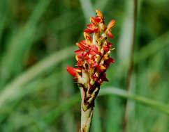 Imagem de Disa welwitschii Rchb. fil.