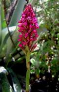 Image de Disa zimbabweensis H. P. Linder