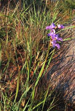 Image of Blue disa