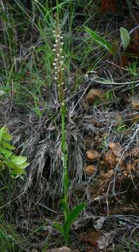 Image de Satyrium anomalum Schltr.