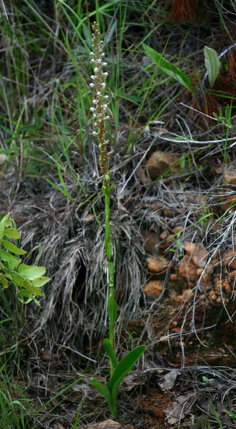 Image of Satyrium anomalum Schltr.