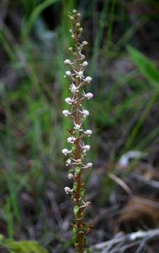 Image of Satyrium anomalum Schltr.