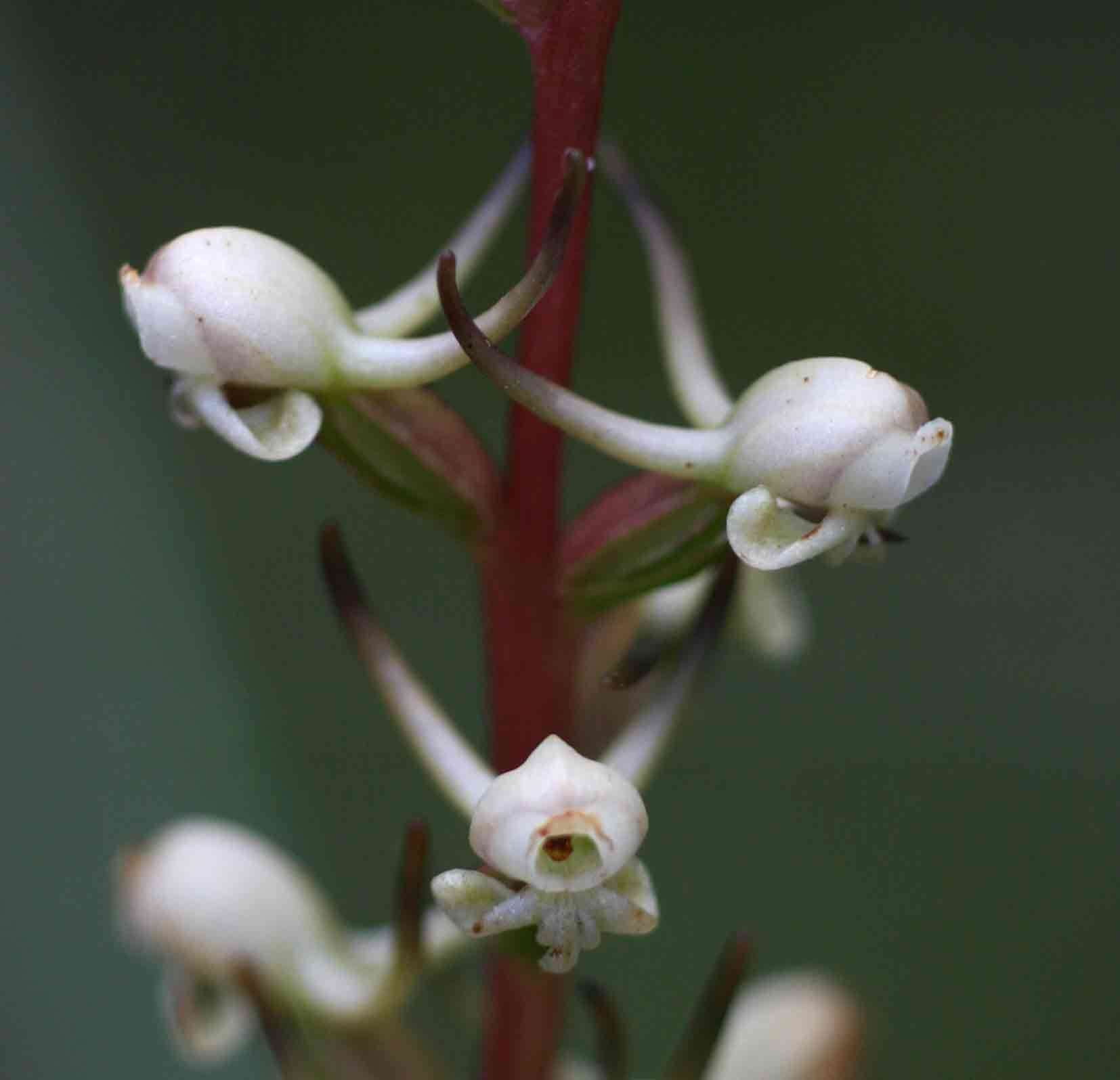 Image de Satyrium anomalum Schltr.