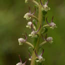 Image de Satyrium anomalum Schltr.