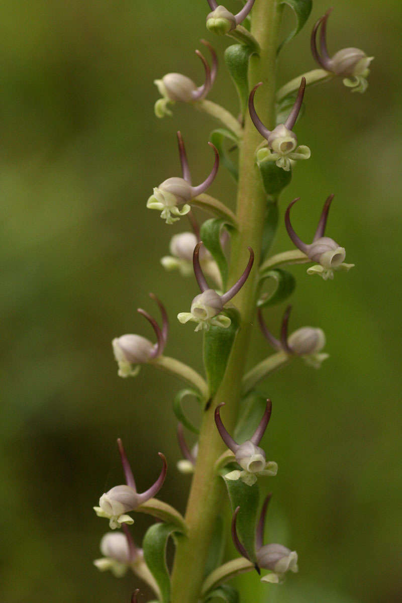 Image de Satyrium anomalum Schltr.