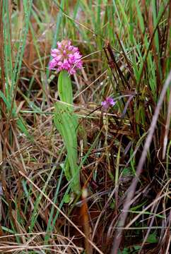 Image of Satyrium breve Rolfe