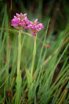 Image of Satyrium breve Rolfe