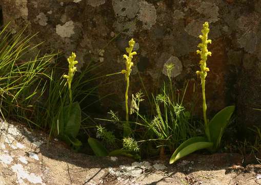 Image of Satyrium chlorocorys Rchb. fil. ex Rolfe