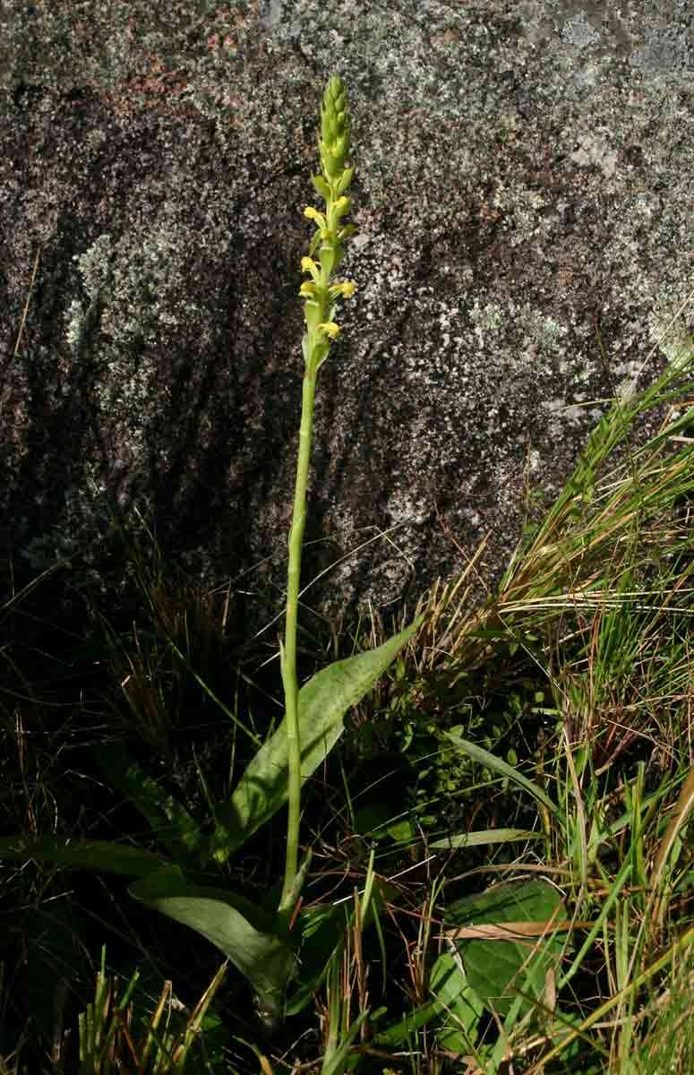 Image of Satyrium chlorocorys Rchb. fil. ex Rolfe