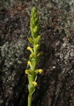 Image de Satyrium chlorocorys Rchb. fil. ex Rolfe