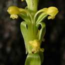 Image de Satyrium chlorocorys Rchb. fil. ex Rolfe
