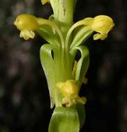 Image de Satyrium chlorocorys Rchb. fil. ex Rolfe