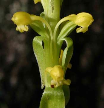 Imagem de Satyrium chlorocorys Rchb. fil. ex Rolfe