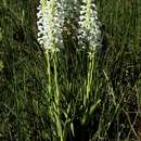 Image of Satyrium hallackii subsp. ocellatum (Bolus) A. V. Hall