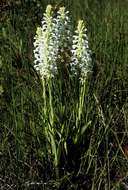 Image of Satyrium hallackii subsp. ocellatum (Bolus) A. V. Hall