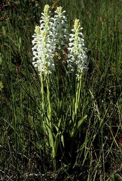 Image of Satyrium hallackii subsp. ocellatum (Bolus) A. V. Hall