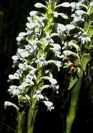 Image of Satyrium hallackii subsp. ocellatum (Bolus) A. V. Hall