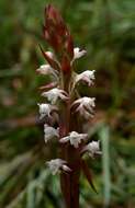 Image of Satyrium longicauda Lindl.