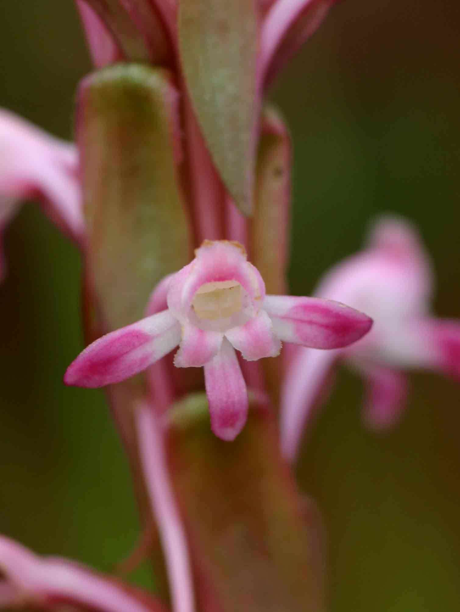 Image of Satyrium longicauda Lindl.