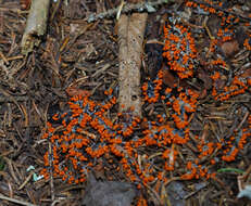 Image of Egg-shell Slime Mould