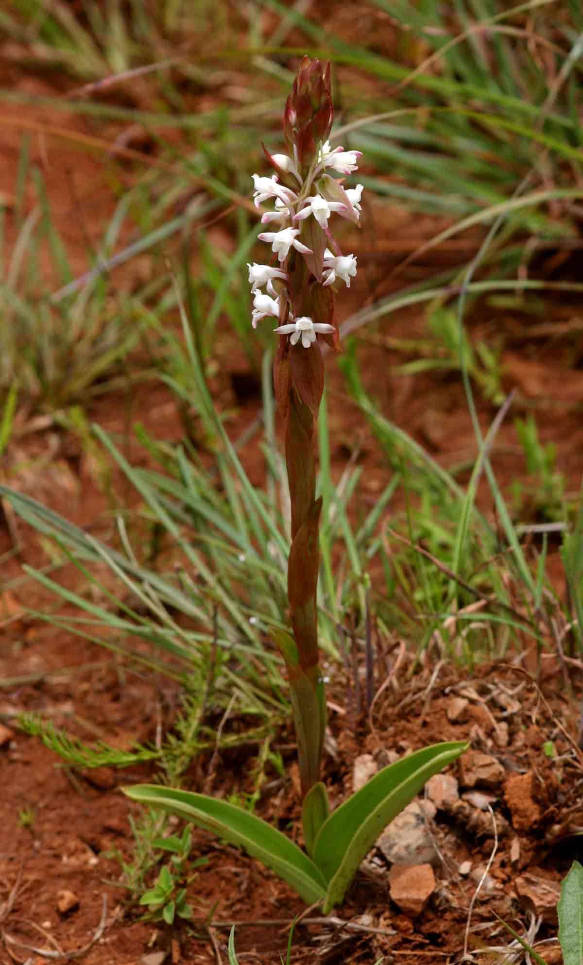 Image of Satyrium longicauda Lindl.