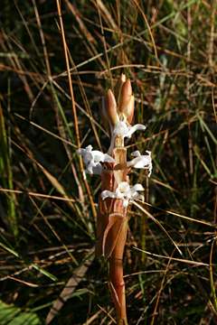 Image of Satyrium longicauda Lindl.