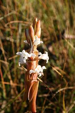 صورة Satyrium longicauda Lindl.