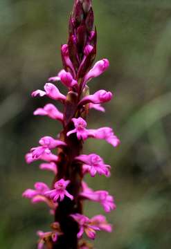 Image of Satyrium macrophyllum Lindl.