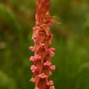 Image of Pink candle orchid