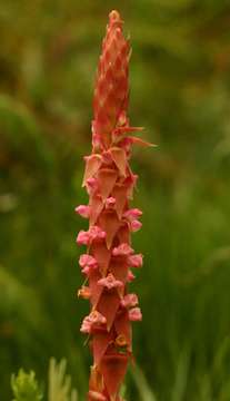 Image de Satyrium neglectum Schltr.