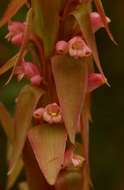 Image de Satyrium neglectum Schltr.