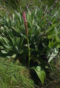 Image of Satyrium neglectum Schltr.