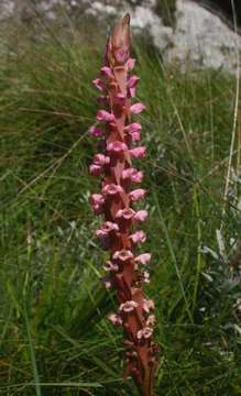 Image of Satyrium neglectum Schltr.