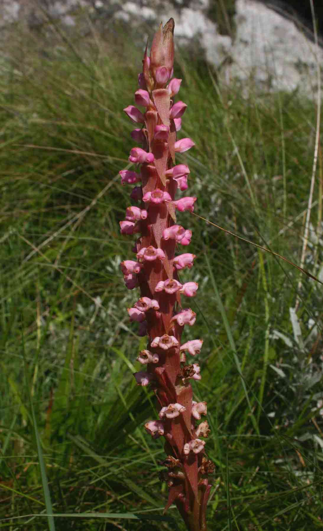 Image of Satyrium neglectum Schltr.