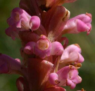 Image of Satyrium neglectum Schltr.