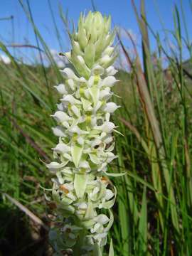 Image of Satyrium trinerve Lindl.