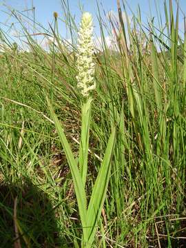 Image of Satyrium trinerve Lindl.