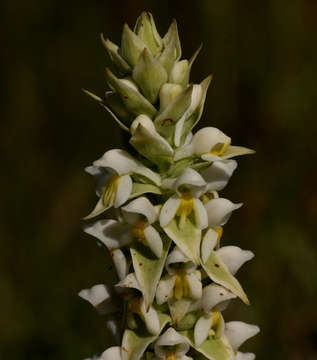 Image of Satyrium trinerve Lindl.