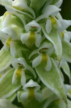 Image of Satyrium trinerve Lindl.