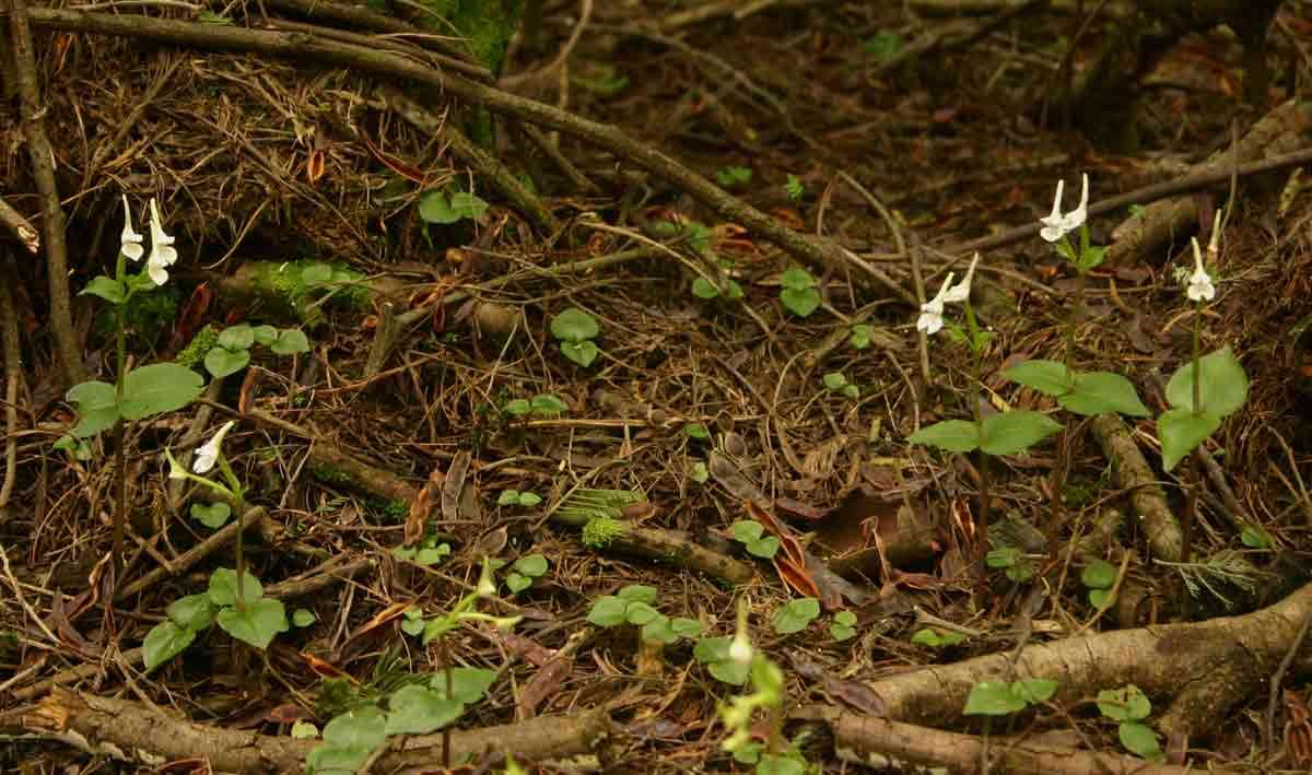 Image of Disperis anthoceros Rchb. fil.