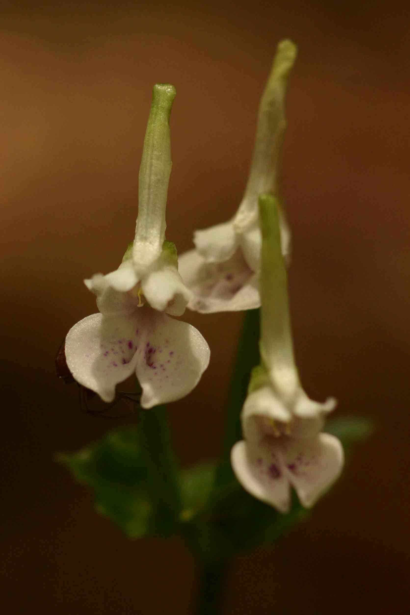 Image of Disperis anthoceros Rchb. fil.