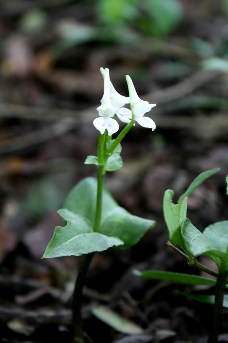 Image of Disperis anthoceros Rchb. fil.