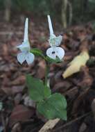 Image of Disperis anthoceros Rchb. fil.